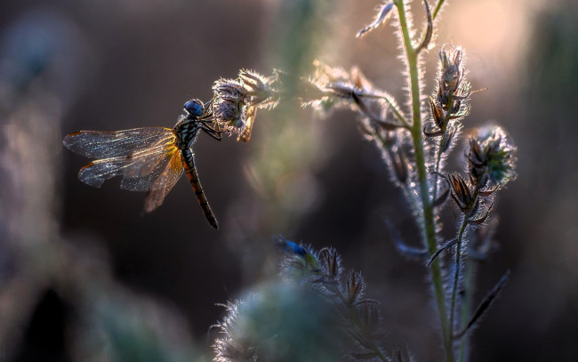 Обои картинки фото животные, стрекозы, стрекоза, растения, цветы