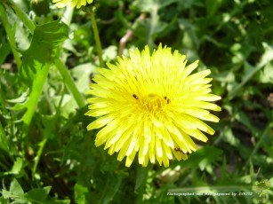 Картинка цветы одуванчики