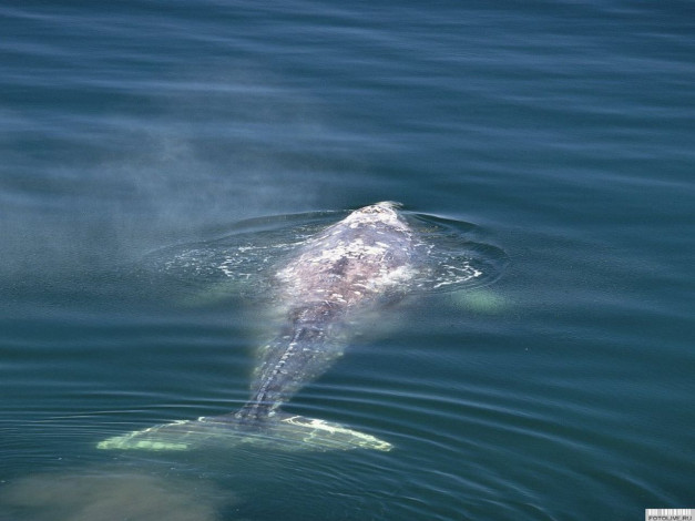 Обои картинки фото животные, дельфины