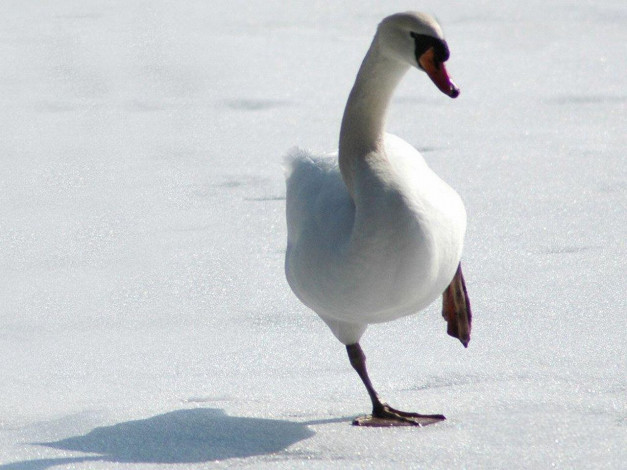 Обои картинки фото животные, лебеди