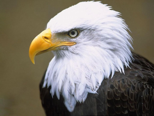 Обои картинки фото животные, птицы, хищники