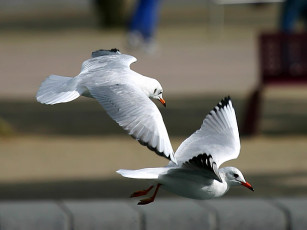 Картинка анатомия полета авт zёbrа животные Чайки бакланы крачки