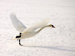 Картинка анатомия полета авт zёbrа животные лебеди