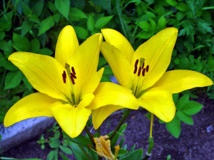 Картинка цветы лилии лилейники