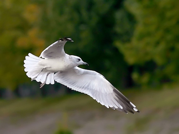 Обои картинки фото анатомия, полета, авт, zёbrа, животные, Чайки, бакланы, крачки