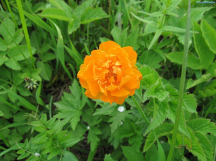 Картинка цветы калужницы лютики