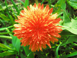 Картинка цветы одуванчики