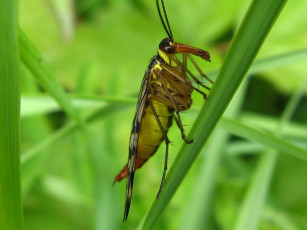 Картинка животные насекомые