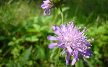 Картинка цветы луговые полевые