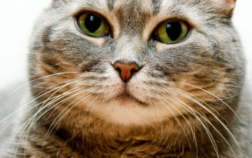 Картинка животные коты