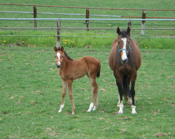 Обои картинки фото животные, лошади