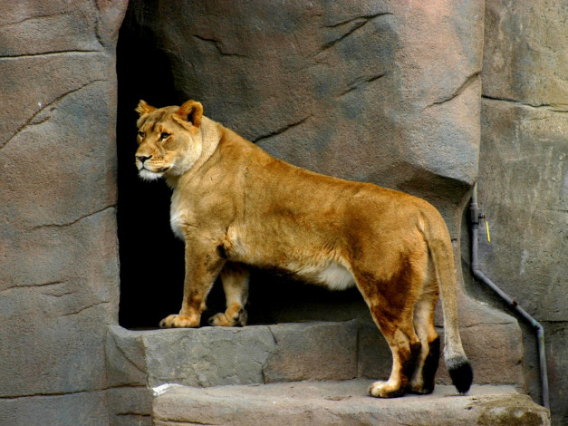 Обои картинки фото животные, львы