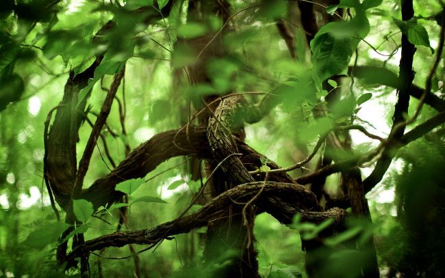 Обои картинки фото природа, лес