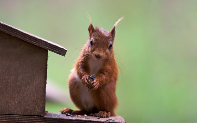 Обои картинки фото животные, белки