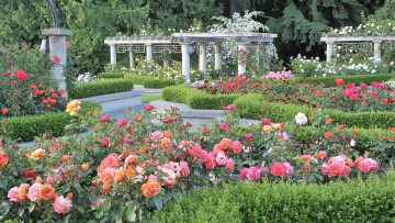 Картинка природа парк розы
