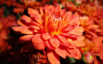 обоя цветы, хризантемы, макро