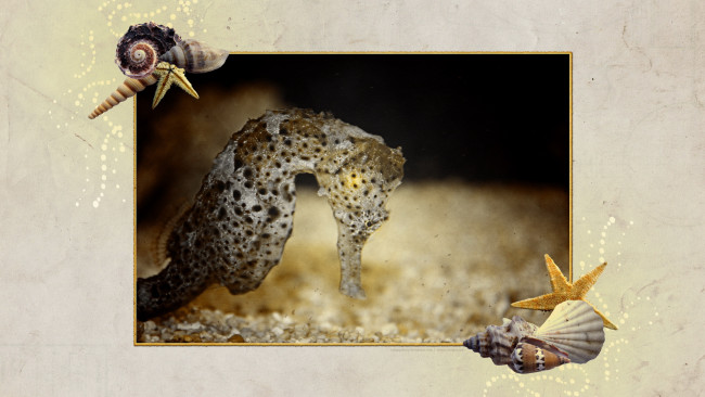 Обои картинки фото животные, морская, фауна, морской, конёк