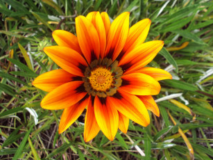 Картинка цветы газания лепестки