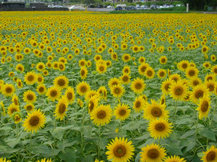 Картинка цветы подсолнухи