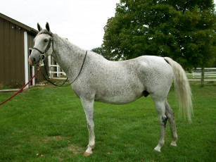 Картинка животные лошади лошадь