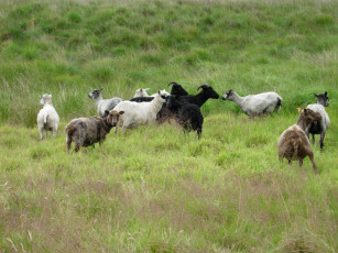 Картинка животные овцы бараны луг