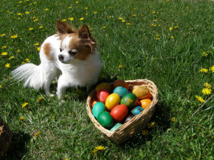 Картинка животные собаки собака