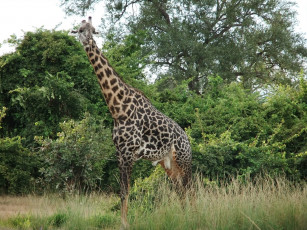 Картинка животные жирафы жираф