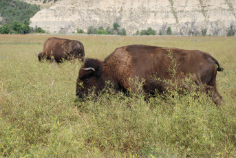 Картинка животные зубры бизоны