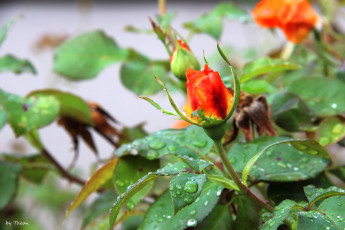 Картинка цветы розы капли бутон