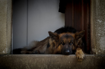 Картинка животные собаки немецкая овчарка