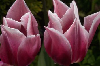 Картинка цветы тюльпаны