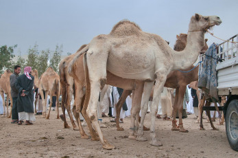 обоя животные, верблюды