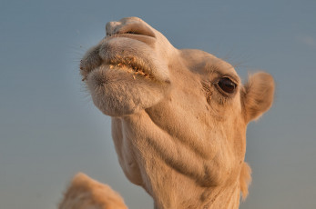 обоя животные, верблюды, верблюд