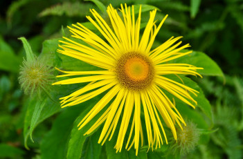 обоя цветы, желтые, лепестки