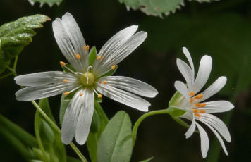 Картинка цветы луговые полевые лепестки