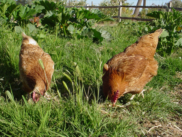 Обои картинки фото животные, куры, петухи