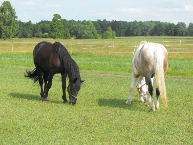 Обои картинки фото животные, лошади, лошадь