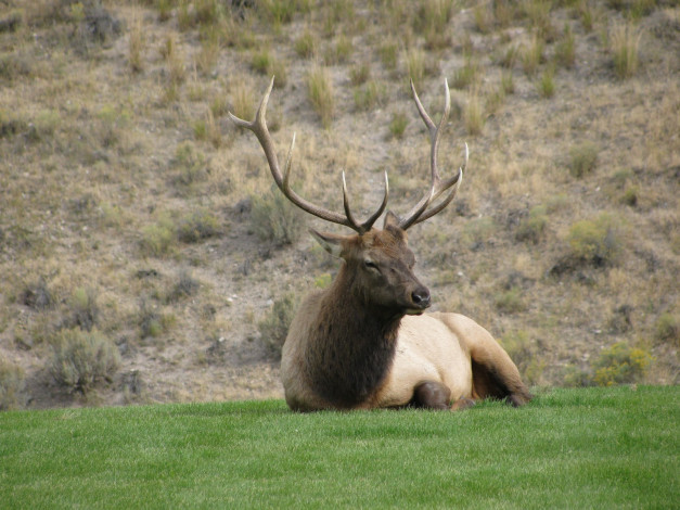 Обои картинки фото животные, олени, олень