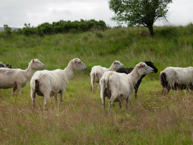 Обои картинки фото животные, овцы, бараны, луг