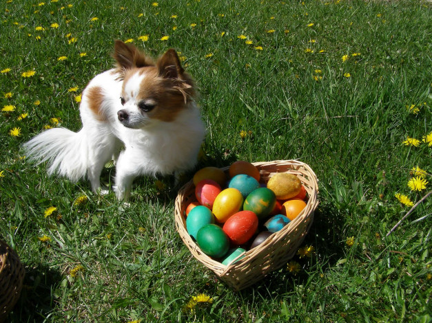 Обои картинки фото животные, собаки, собака