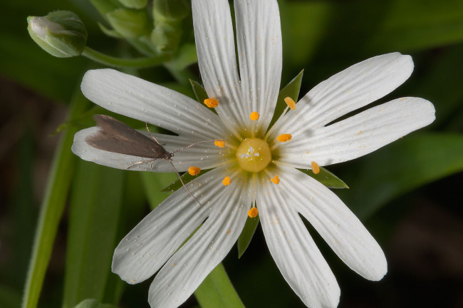 Обои картинки фото цветы, луговые, полевые, лепестки
