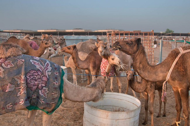 Обои картинки фото животные, верблюды