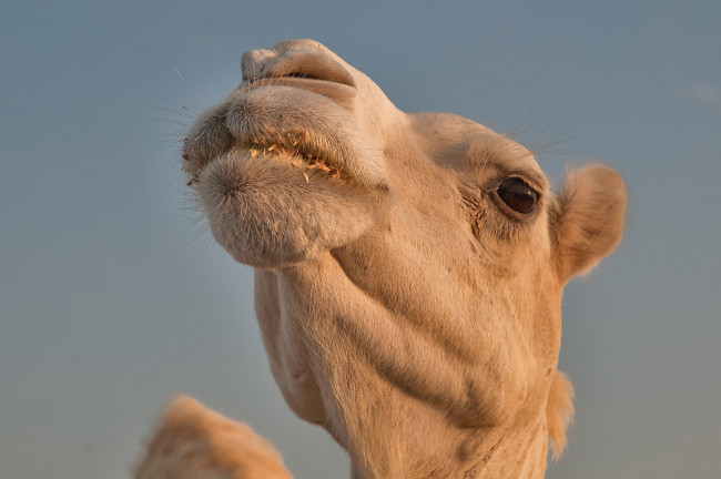 Обои картинки фото животные, верблюды, верблюд