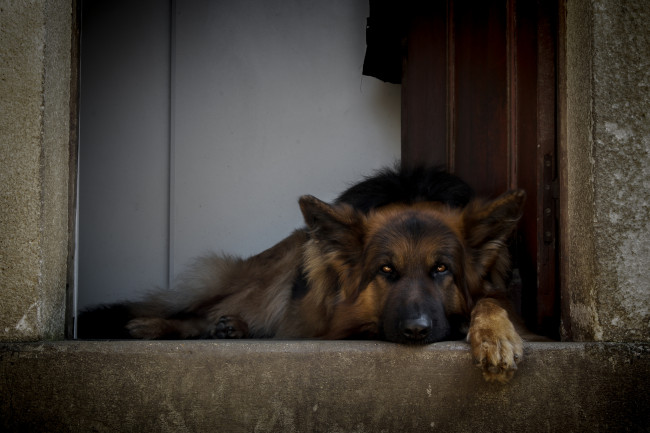 Обои картинки фото животные, собаки, немецкая, овчарка