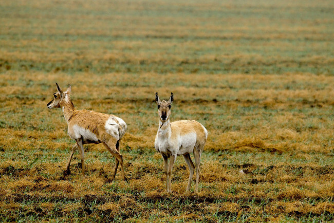 Обои картинки фото животные, антилопы