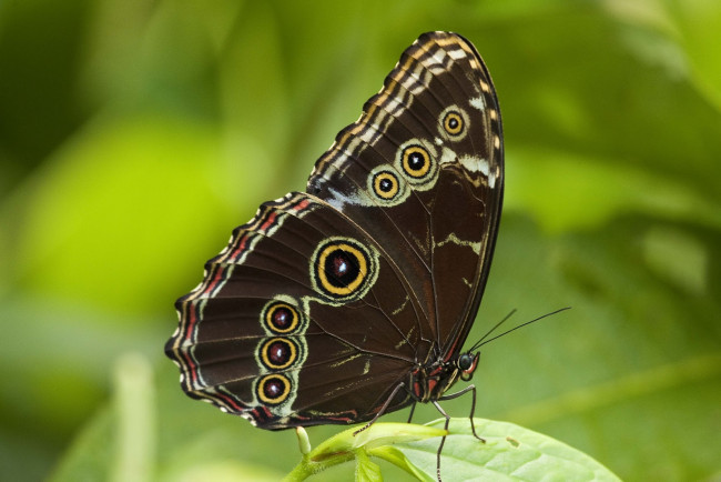 Обои картинки фото животные, бабочки, бабочка