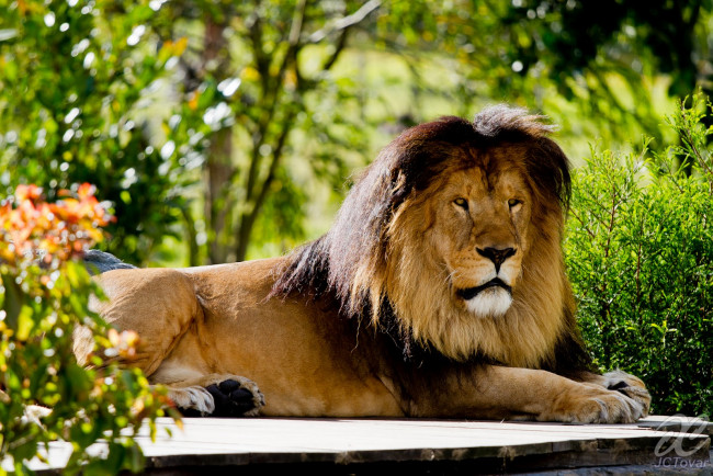 Обои картинки фото животные, львы, лев