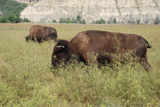 Обои картинки фото животные, зубры, бизоны