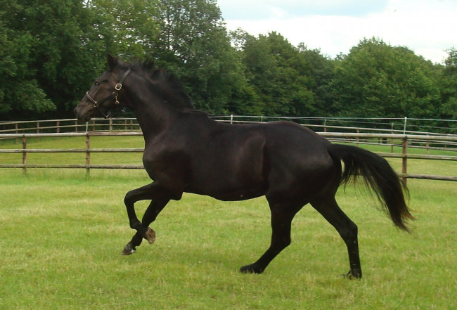 Обои картинки фото животные, лошади, лошадь