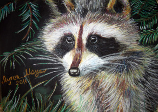 Картинка рисованные животные еноты енот